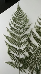 Dryopteris intermedia