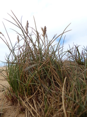 Festuca ammobia