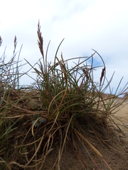 Festuca ammobia