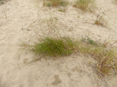 Festuca ammobia