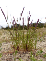 Festuca ammobia