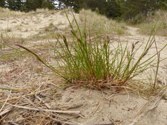 Festuca ammobia