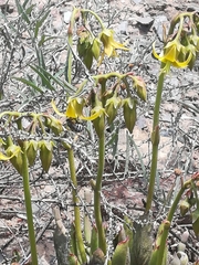 Cotyledon campanulata