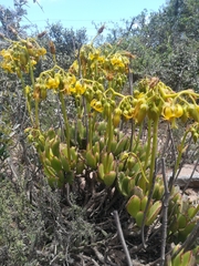 Cotyledon campanulata