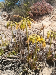 Cotyledon campanulata