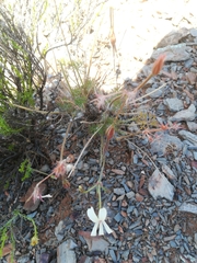 Pelargonium aridum