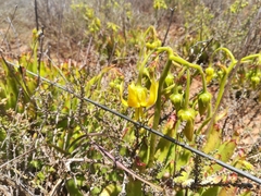 Cotyledon campanulata