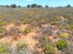 Cotyledon campanulata