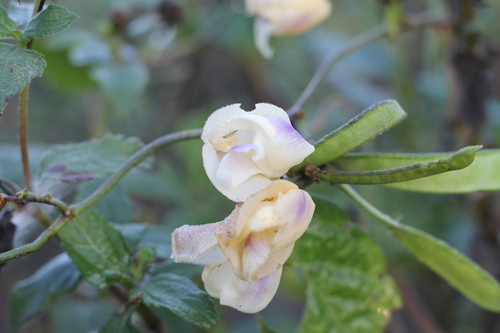 Leptospron adenanthum