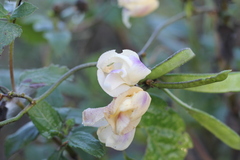 Leptospron adenanthum