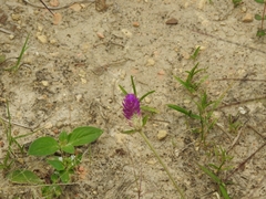 Angiospermae