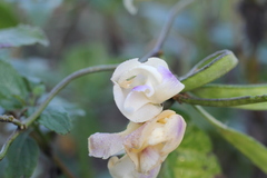 Leptospron adenanthum, photograph Romi Galeota Lencina, CC BY, iNaturalist via GBIF
