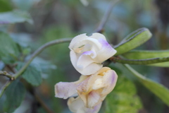 Leptospron adenanthum, photograph Romi Galeota Lencina, CC BY, iNaturalist via GBIF