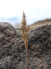 Festuca ammobia