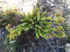 Cotyledon campanulata