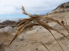 Festuca ammobia