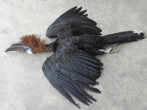 Black-casqued Hornbill