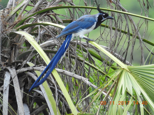 Black-throated Magpie-Jay (Cyanocorax colliei), photo 8