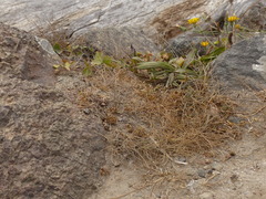Festuca ammobia