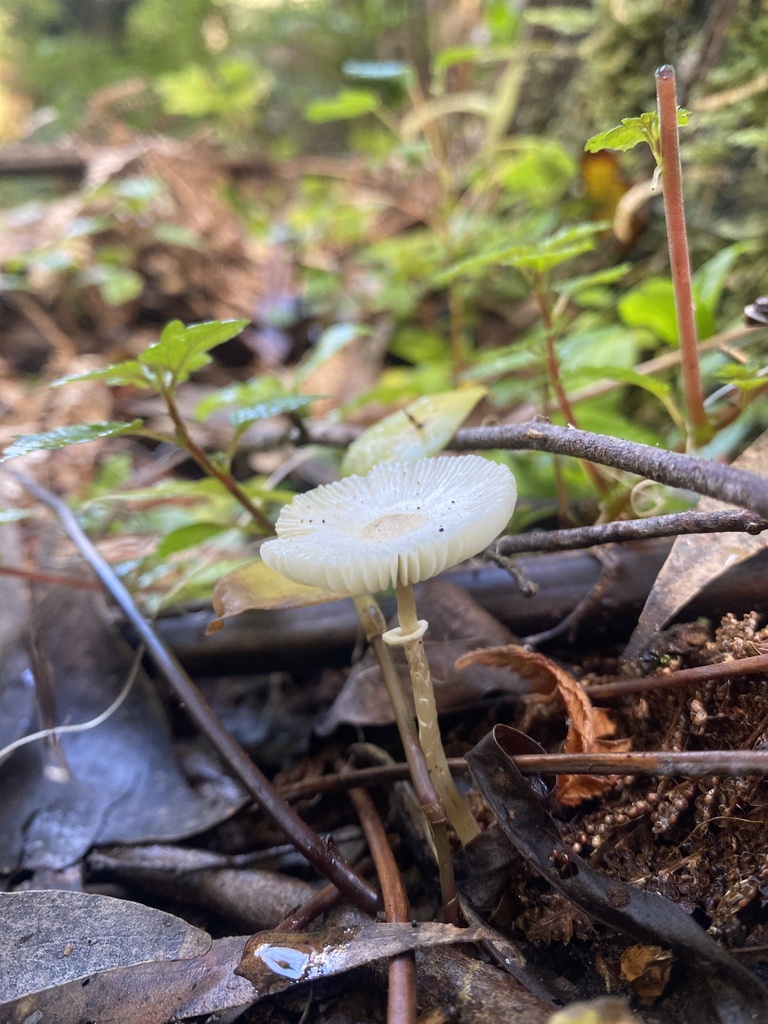 Leucocoprinus austrofragilis