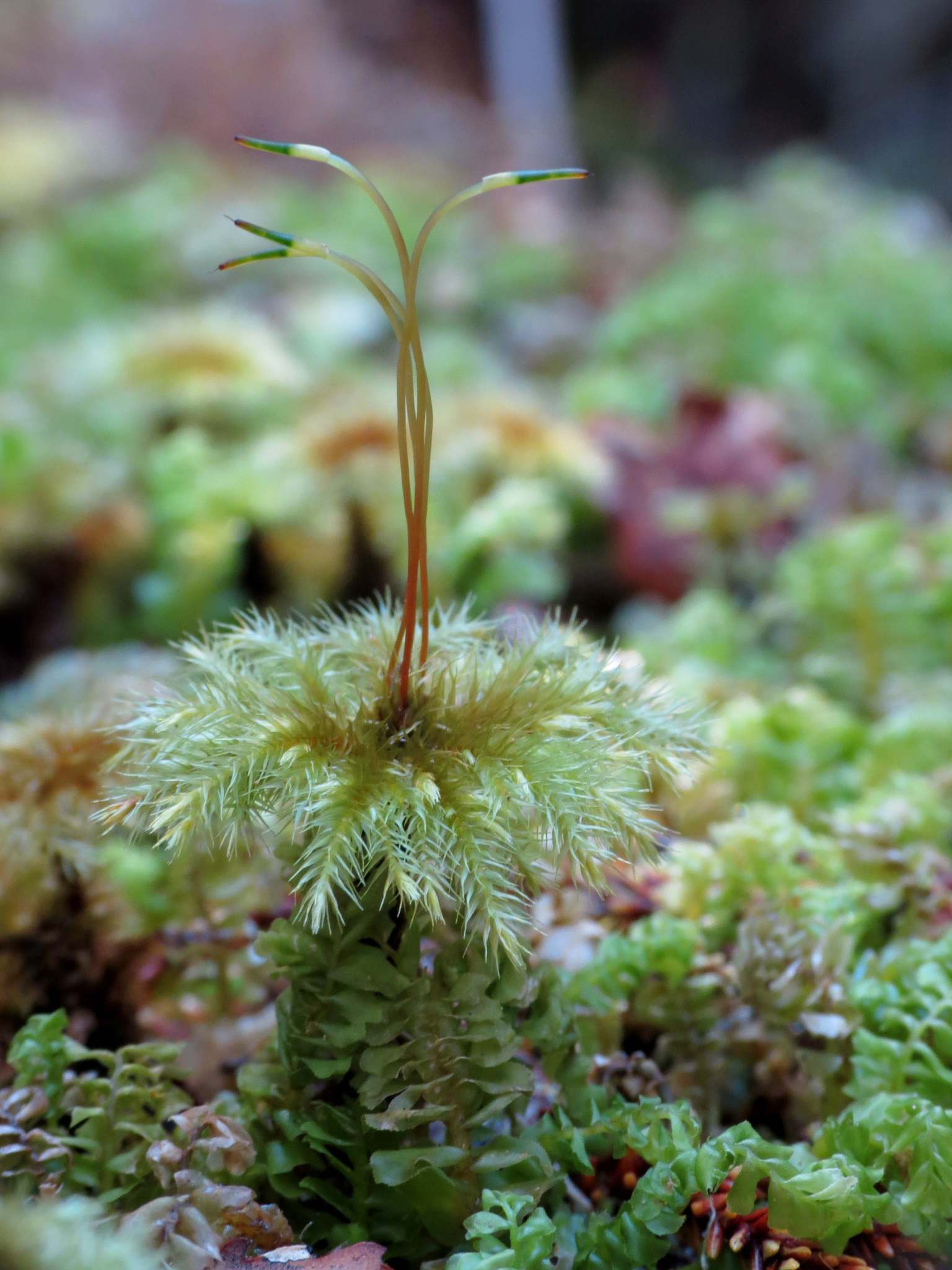 Hypopterygiaceae