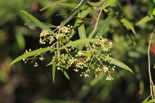 Image of Nectandra angustifolia by (c) Romi Galeota Lencina, some rights reserved (CC BY)