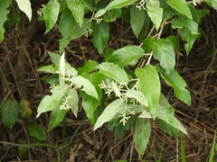 Angiospermae