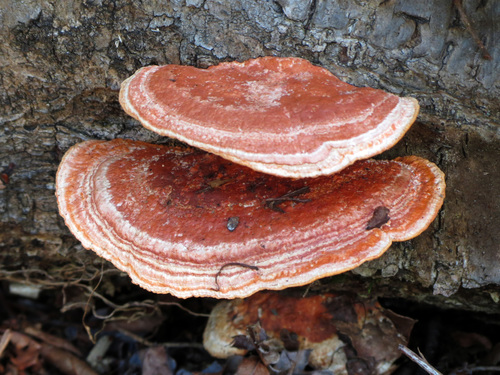 Southern Cinnabar Polypore