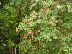 Angiospermae