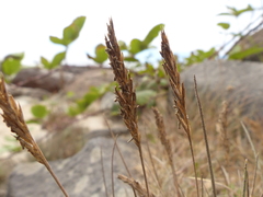 Festuca ammobia
