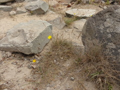 Festuca ammobia