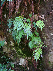 Blechnum novae-zelandiae