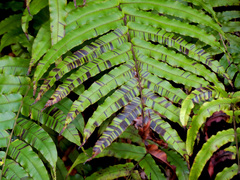Blechnum novae-zelandiae