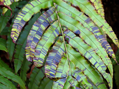 Blechnum novae-zelandiae