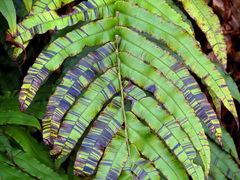 Blechnum novae-zelandiae