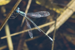Lestes forficula