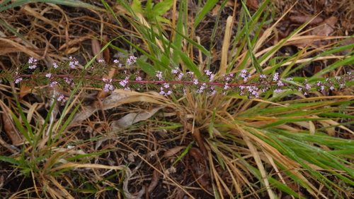 Micromeria herpyllomorpha image