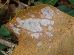 Erysiphe liriodendri