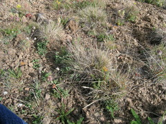 Festuca brachyphylla