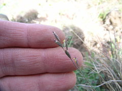 Festuca brachyphylla