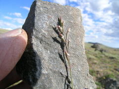 Festuca brachyphylla