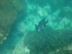 Parma alboscapularis