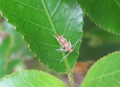 Pyroderces apparitella