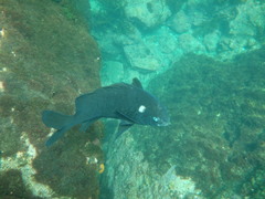 Parma alboscapularis