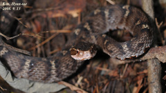 Gloydius ussuriensis