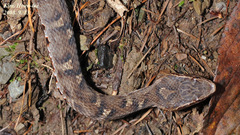 Gloydius ussuriensis