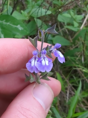 Image of Salvia urticifolia by (c) Sam Taylor, some rights reserved (CC BY)