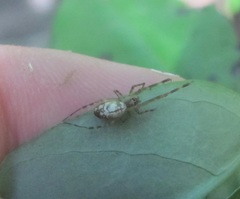 Waitkera waitakerensis