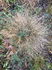 Eragrostis capillaris