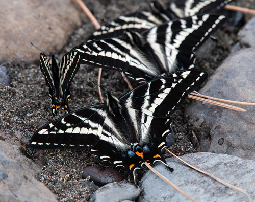 Pale Swallowtail